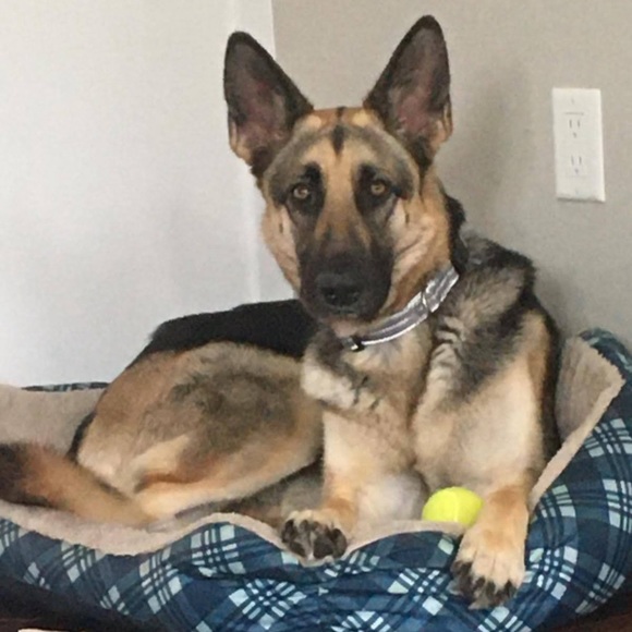 Meet your Posher, Carys - Picture 1 of 1